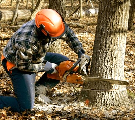 Tree Removal in Dewar, OK